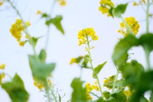 ピヨちゃん撮影